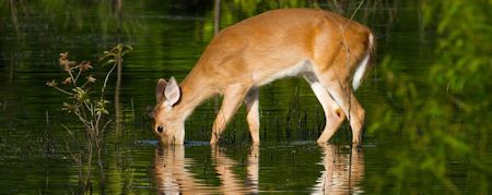 Wildlife Viewing at Kentucky Lake, Lake Barkley